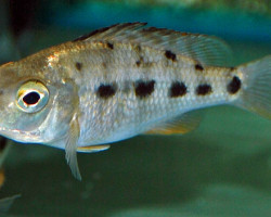 Fossorochromis Rostratus S