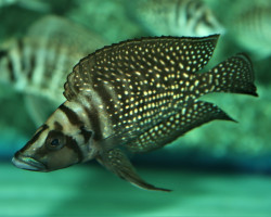 Altolamprologus Calvus Black M