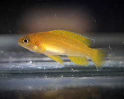 Neolamprologus Mustax Mbiti Island S/M