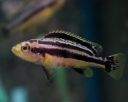 Melanochromis Chipokae S