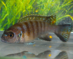 Pseudotropheus Elongatus Bee Chirva S/M