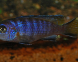 Pseudotropheus Elongatus Mpanga M/L