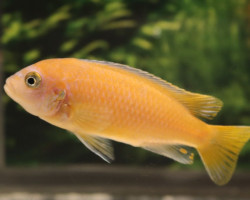 Metriaclima Sp. Magunga M