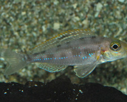 Xenotilapia Papilio M