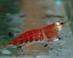 Caridina Cantonensis Crystal Red Santa M