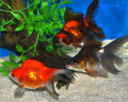 Car. Aur. Ryukin Mix 8/10