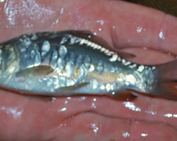 Carpa A Specchi 10/12