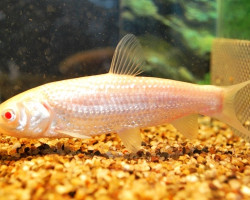 Ctenopharyngodon Idel.Alb.10/12,