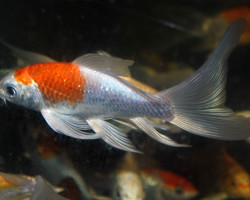 Cyp. Carpio Koi Butterfly Europe 30/40