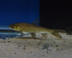 Mylopharyngodon Piceus 7/10