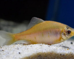 Rhodeus Amarus Gold 6/8