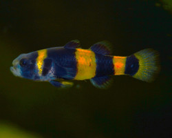 Brachygobius Doriae M
