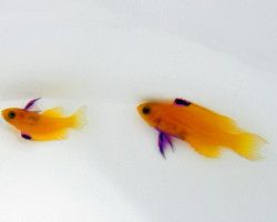 Gramma Dejongi - Djm Allevato Europa M