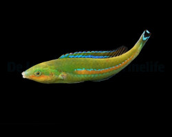 Pseudojuloides Polackorum (Male) Ml