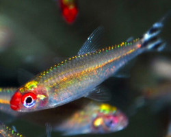 Hemigrammus Bleheri M