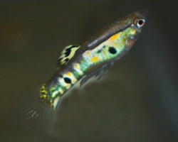 Guppy Ginga   M