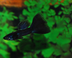Guppy  Black (Maschio) S/M