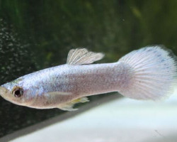 Guppy Metallic Panther M