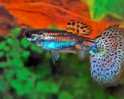 Guppy Green Variegated M