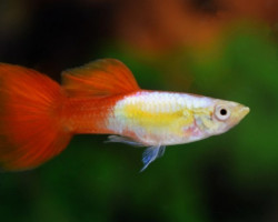 Guppy Platinum Red M