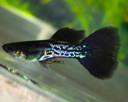 Guppy Platinum Black Snakeskin Male M