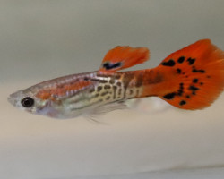 Guppy Snakeskin Cobra Red Maschio S/M