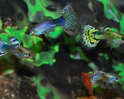 Guppy Snakeskin Cobra Mix Maschio M/L