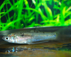 Poeciliopsis Gracilis M