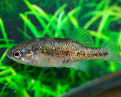 Xenoophorus Captivus M