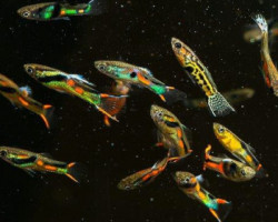 Poec. Wingei Mix Campoma (M/F) M