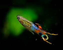 Poec. Wingei Snakeskin Campoma (Maschi E Femmine) M