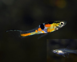 Poec. Wingei Top Sword Light Blue (Maschi E Femmine) M