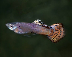 Guppy Pink Panther M
