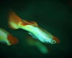 Guppy Platinum Red Cap Sunset   Brasil M