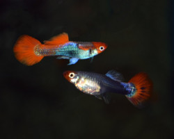 Guppy Red Cap Brazil   Brasil L