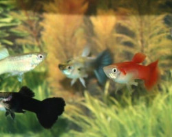 Guppy Femmina Cobra Yellow M