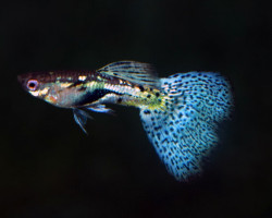 Guppy Blue/Green Grass Snakeskin M