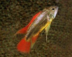 Apistogramma Cacatuoides Orange Super Red Xl