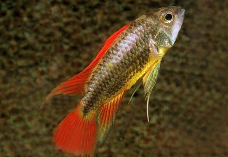 Apistogramma Cacatuoides Orange Super Red Xl