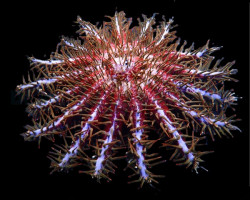 Acanthaster Planci (Colored) M