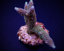 Acropora Aspera Ml