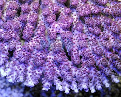 Acropora Hyacinthus S
