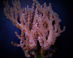 Capnella Spp. (Bali) Xs