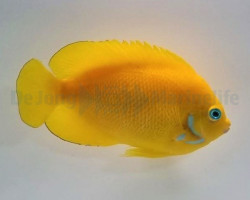 Centropyge Cocosensis M