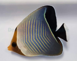Chaetodon Larvatus M