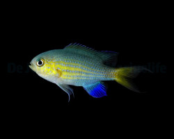 Chromis Vanderbilti M
