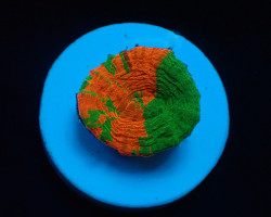 Homophyllia Australis (Reverse Bleeding Apple) (Frag) M