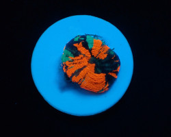 Homophyllia Australis (War Paint) (Frag) M