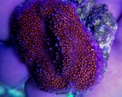 Montipora Spp. (Encrusting) (Red Polyp) Ml