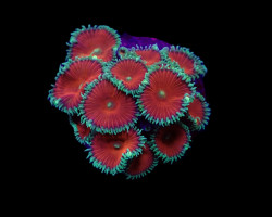 Palythoa Spp. (Red Death) (Frag) M